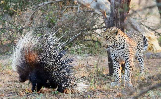 Leopard-v-Porcupine2