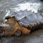 giant-turtle-escapes-chinese-cooking-pot-in-russia-3