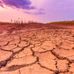 warm-dry-cracked-land-with-dead-cropps-climate-change-concept-with-extreme-heat