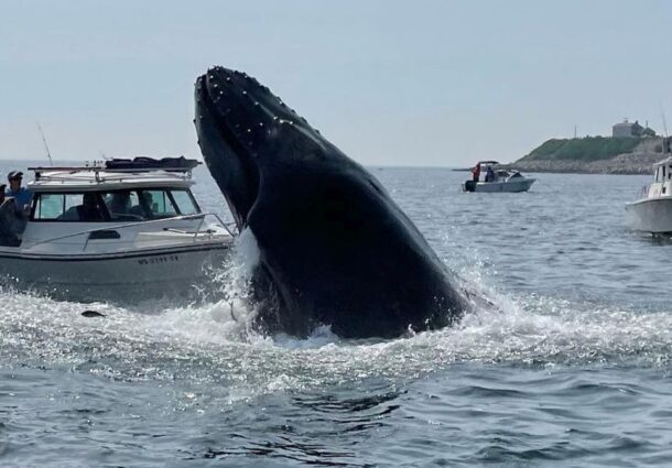 balena, barca, mort, Australia