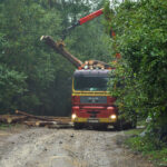 loading-a-timber-truck-with-freshly-chopped-tree-trunks-in-the-f