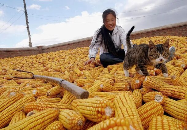 China, porumb modificat genetic, impoturi, SUA, dependenta