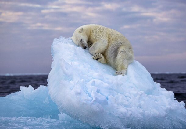 urs polar, pat de gheata, fotografie, premiu, incalzire globala