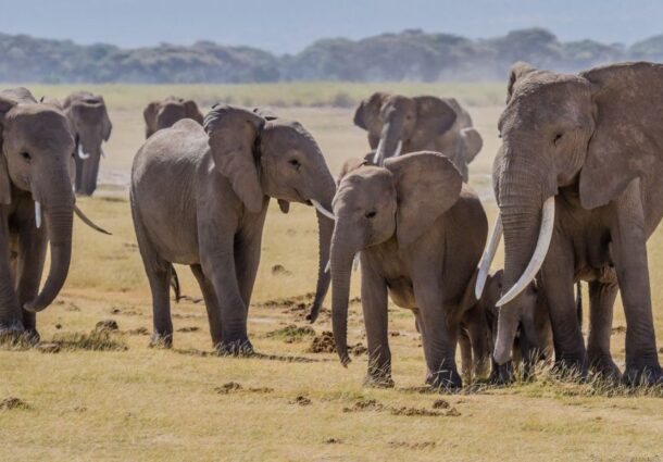 elefanti, Londra, safari, interdictie, Botswana, turism