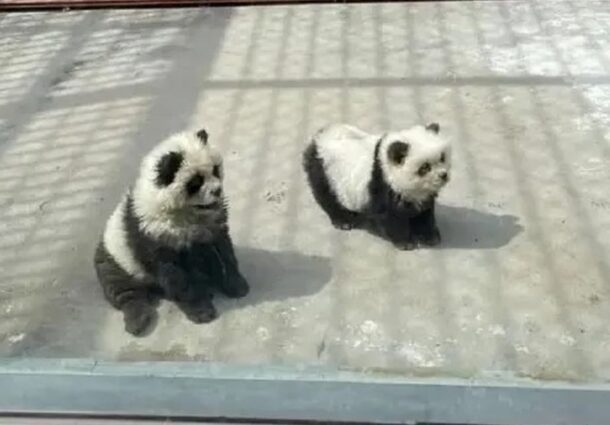 caini panda, deghizati, ursi panda, gradina zoologica, China, lipsa de spatiu