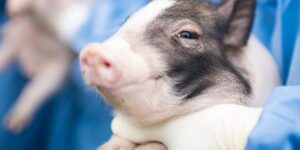 pig