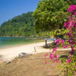 bougainvillea