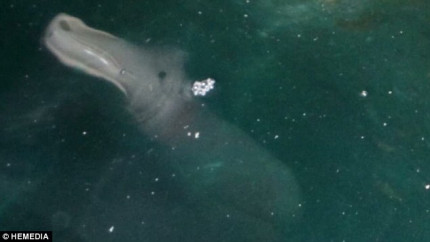 Iti plac vacantele in Grecia Uite ce monstru infricosator a pozat un turist - VIDEO