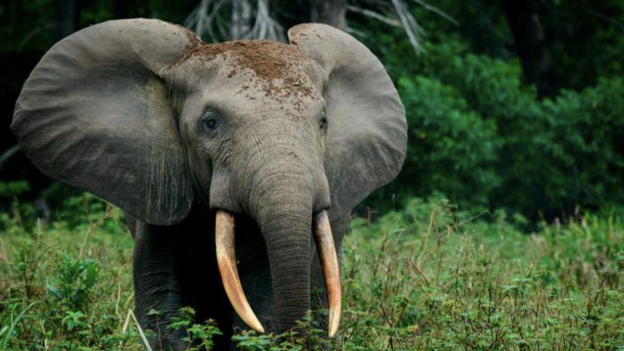 Un turist spaniol a murit calcat in picioare de elefantii dintr-o rezervatie naturala sud-africana dupa ce coborase din masina sa-si faca un selfie cu ei