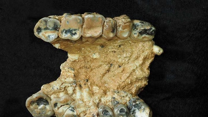 Analiza unor fosile descoperite in Grecia ar sugera ca stramosii oamenilor au evoluat in sud-estul Europei nu in Africa