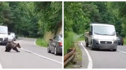 Transfagarasan La 3 zile dupa ce un argesean a aruncat cu o sticla intr-un urs un angajat de la Apele Romane a pulverizat spray in fata altuia