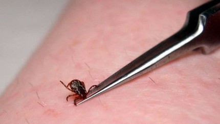 Un virus transmis de capuse se raspandeste rapid in Europa
