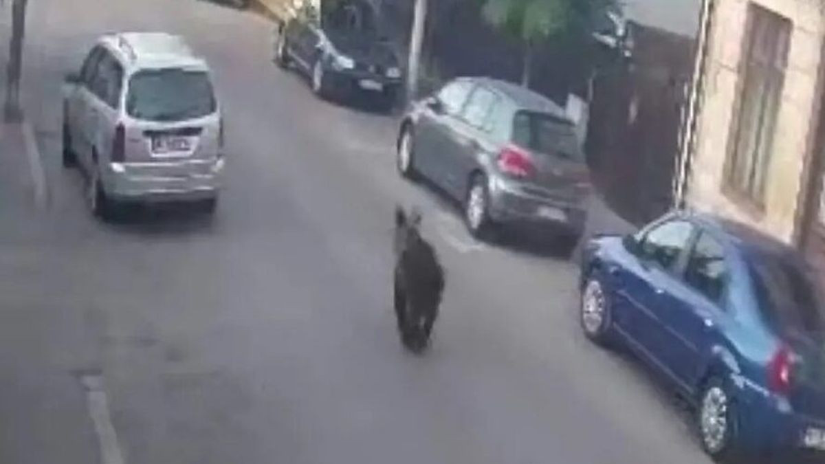 Un urs a iesit la plimbare in aceasta dimineata pe Bulevardul Pardon din centrul orasului Campulung