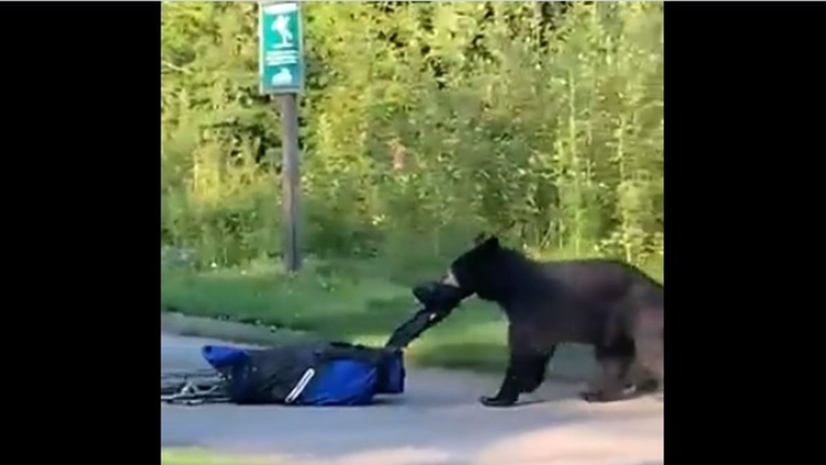 Un urs a furat o geanta cu crose pe un teren de golf din Canada si a fugit cu ea in padure - VIDEO