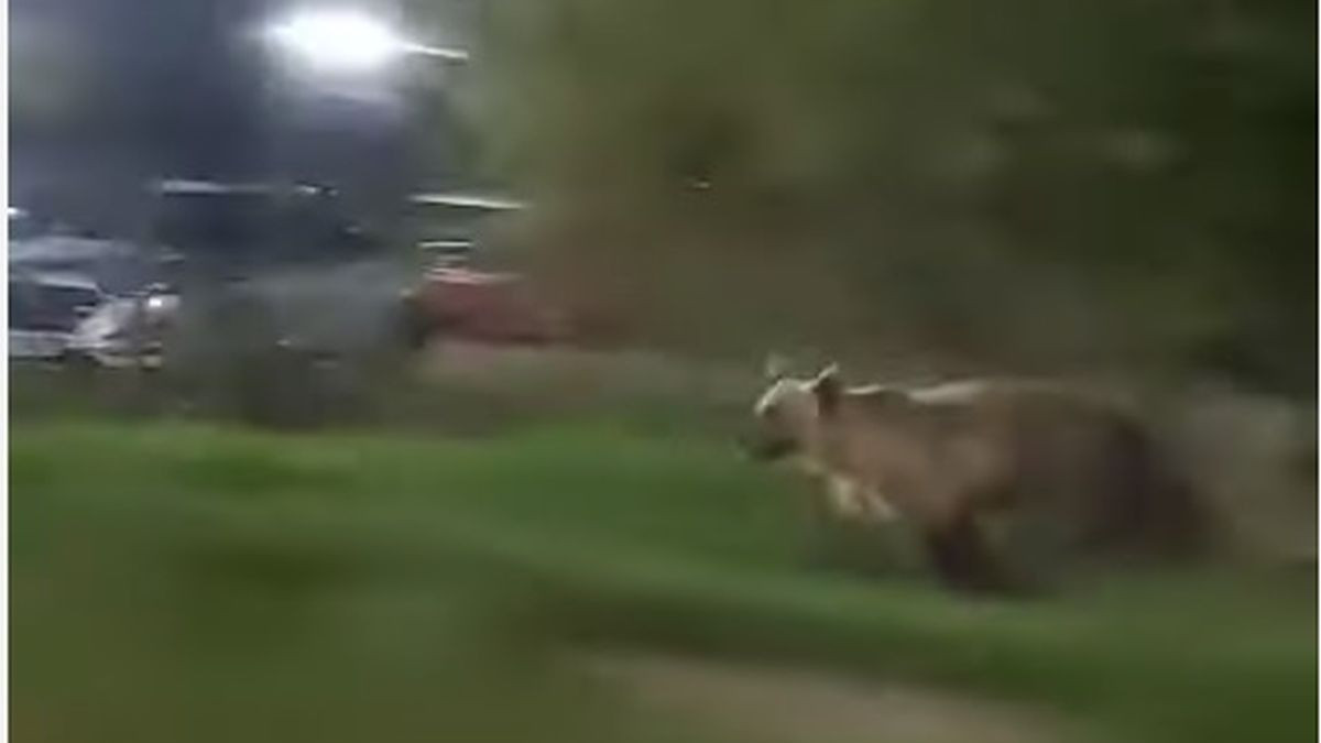 S-a intors Rambo Un urs a fost surprins langa parcarea unui spital din judetul Buzau - VIDEO