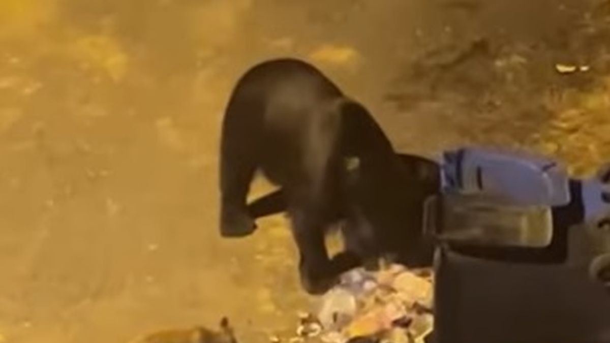 Creanga ar fi avut ce scrie la Paltinis un urs si o vulpe au fost filmati in timp ce se infruptau cu pofta dintr-un tomberon de gunoi