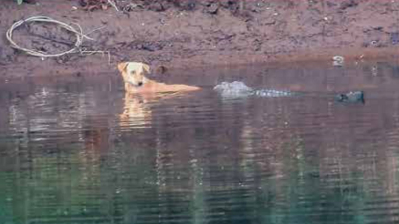 Trei crocodili au salvat un caine blocat in rau in loc sa-l manance intr-un posibil caz de empatie emotionala