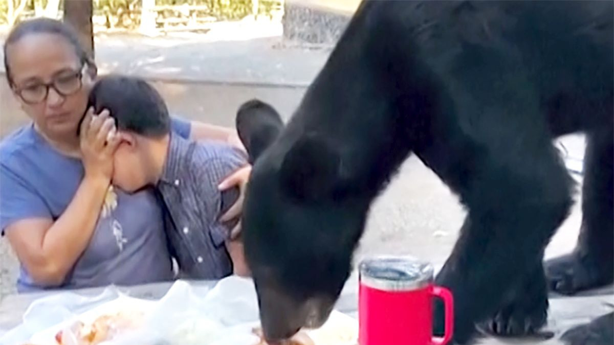 Intr-un parc natural din Mexic un urs a navalit pe masa de picnic a unei familii si a devorat preparatele fast-food dar nu s-a atins de oameni - VIDEO