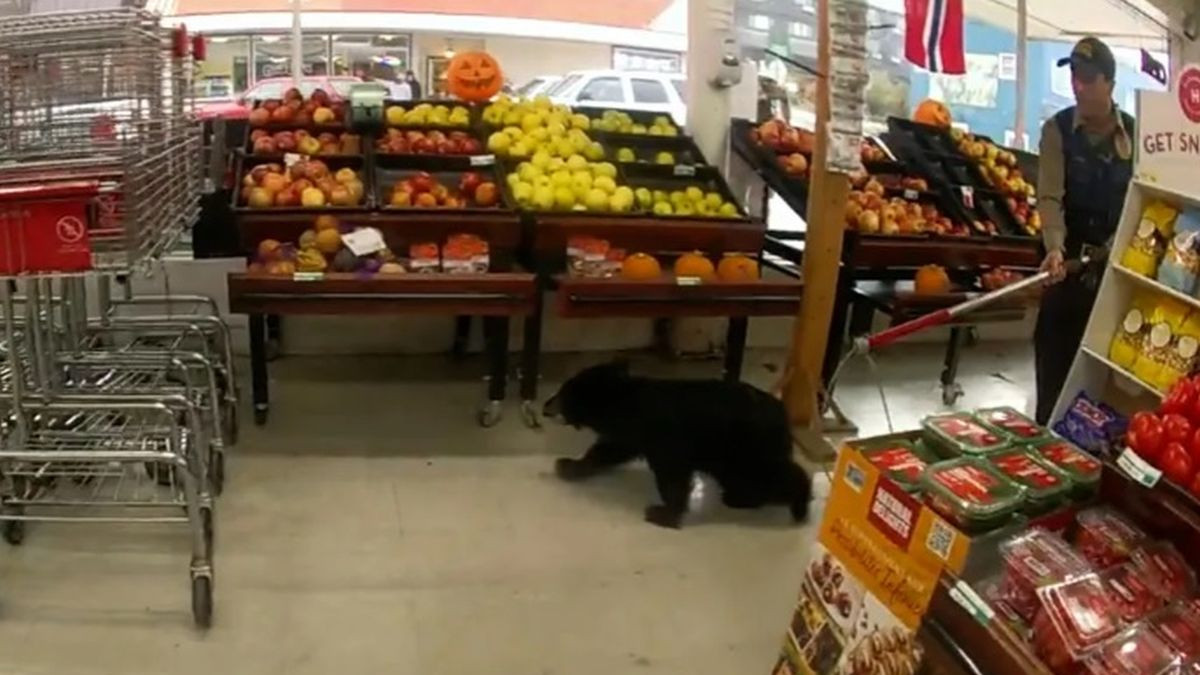 Un pui de urs din Alaska surprins pe cand se afla la... cumparaturi intr-un supermarket - VIDEO