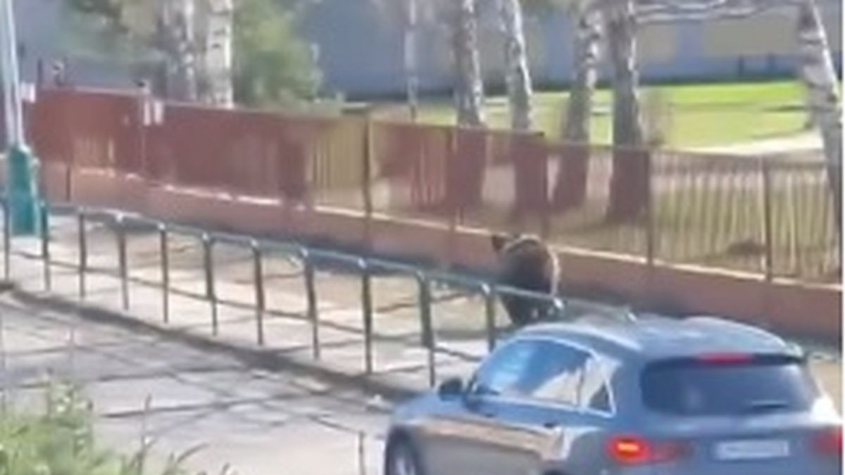 Cinci persoane atacate si ranite de un urs in plina zi pe strazile unui oras din Slovacia - VIDEO