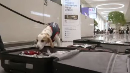 Dupa incheierea Jocurilor Olimpice de la Paris autoritatile sud-coreene au trimis pe aeroportul international Incheon un caine care detecteaza plosnitele