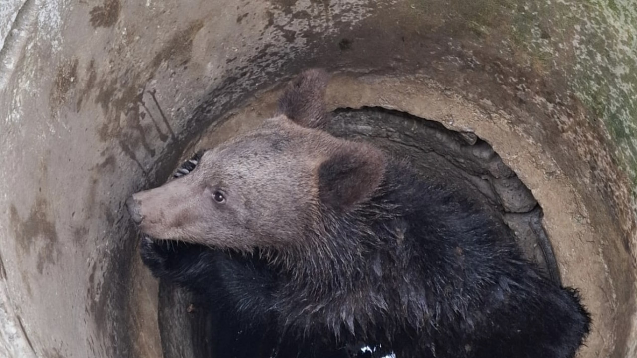 Pui de urs salvat de vanatori dupa ce a cazut intr-o fosa dezafectata la Mosna Sibiu - VIDEO