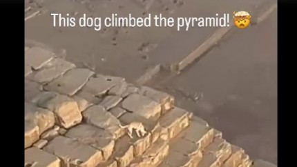 Un caine a fost filmat in varful piramidei lui Kefren. Piramida este inaccesibila oamenilor