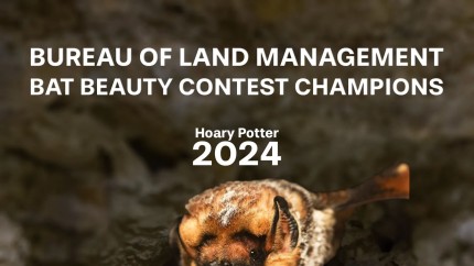 Este rapid curajos si poate juca Quidditch. Faceti cunostinta cu liliacul care a castigat concursul de frumusete din Oregon