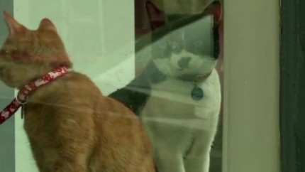 Pisici drogate ajunse la Spitalul Veterinar de Urgenta al Universitatii Veterinare din Bucuresti