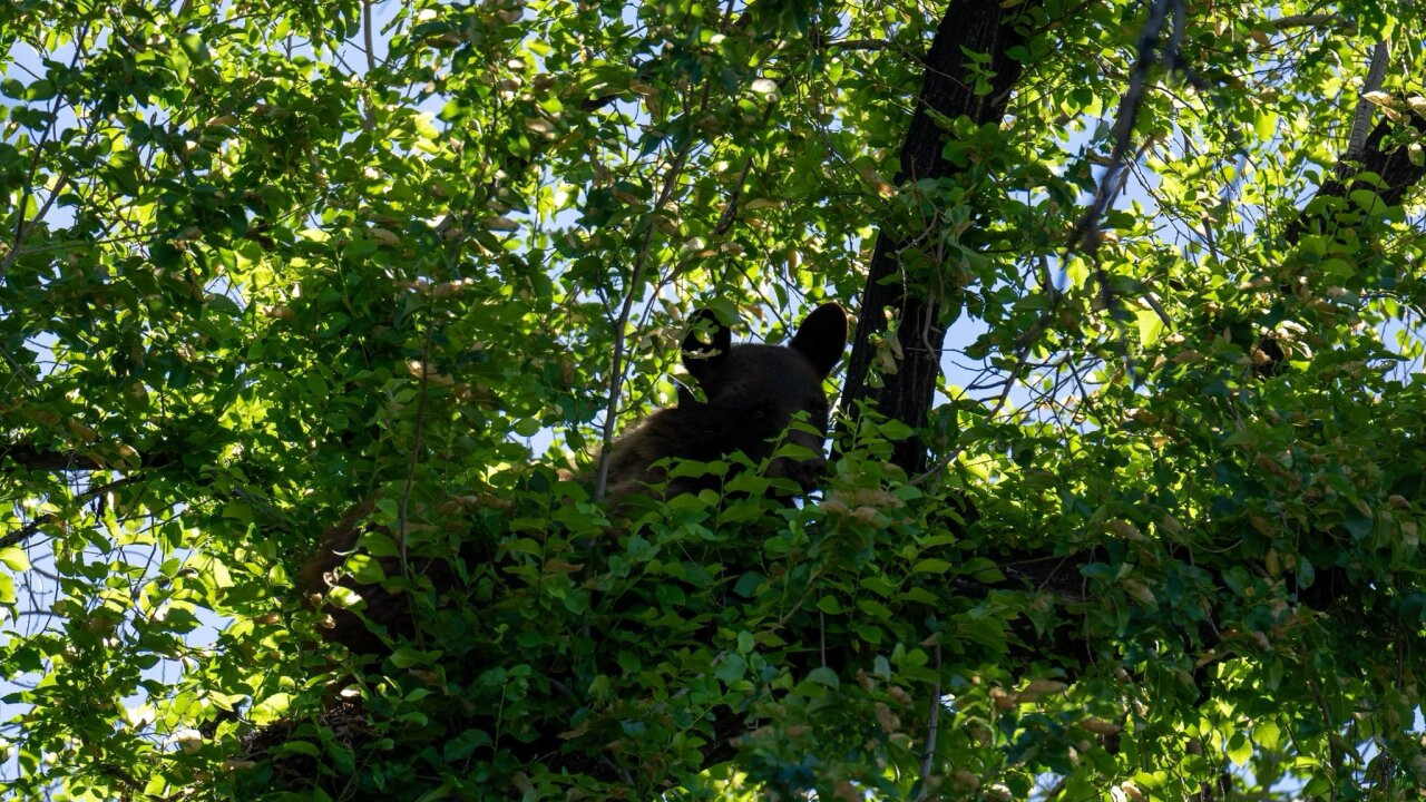 Un barbat din statul american Virginia a murit dupa ce un urs catarat intr-un copac impuscat de un coleg vanator a cazut peste el