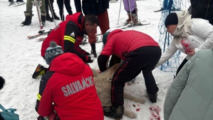 Noua oameni si un patruped raniti pe partiile din Maramures