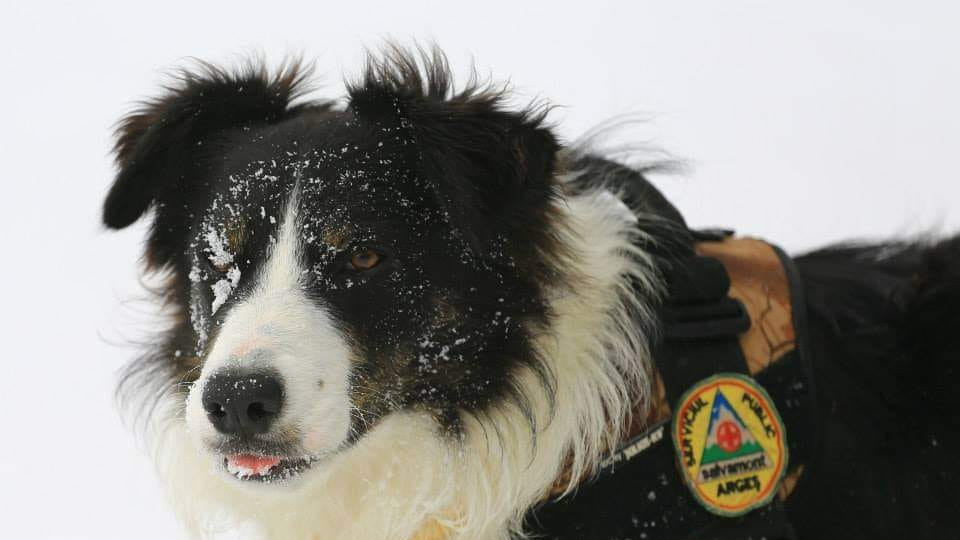 Helios primul caine salvator montan din Romania se pensioneaza