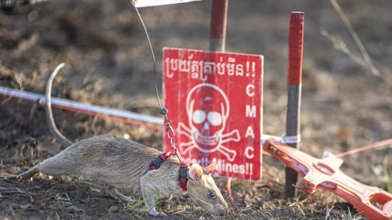 Sobolanul Ronin bate recordul mondial pentru adulmecarea minelor antipersonal din Cambodgia. El a descoperit 109 mine si 15 munitii neexplodate