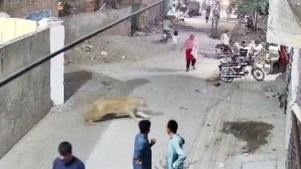 In Pakistan un leu de casa a scapat din curte si a atacat o femeie cu copii. In aceasta tara asiatica oamenii bogati cresc lei ca un simbol al statutului  VIDEO