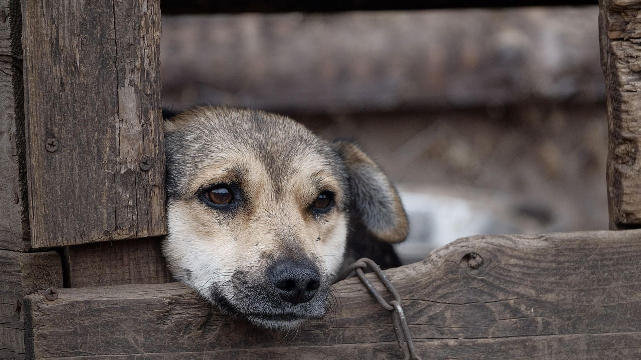 Un bărbat din județul Bihor reținut după ce și-a pus vecinul cunoscut pentru comportamentul agresiv să-i omoare câinele
