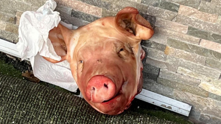 Acte șocante de ură în Franța Capete de porc plasate în fața moscheilor din regiunea pariziană