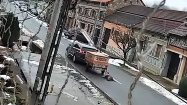 Acte de cruzime în Caraș-Severin Câine legat de mașină și târât pe asfalt. Polițiștii au găsit proprietarul câinelui