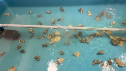 Proiect inedit în Marea Neagră După ce au aclimatizat cu succes stridiile cercetătorii pun bazele primei maternități de scoici și creveți de pe litoralul Mării Negre