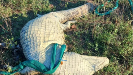 Caz șocant Un crocodil uriaș împușcat în Africa de Sud  avea în stomac rămășițe umane și șase perechi de pantofi