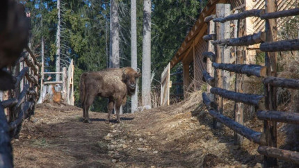 În pădurile din Sibiu au apărut zimbrii