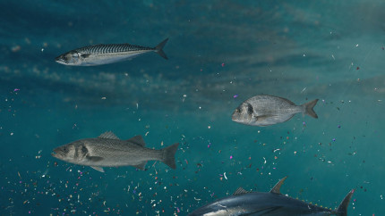 Drumul microplasticelor din ocean până în organismul uman