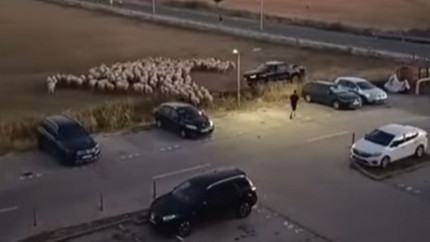 Un individ a călcat intenționat cu mașina o oaie și apoi a luat-o la bătaie la Sibiu. Martor Cum să rănești în halul acesta un suflet  VIDEO