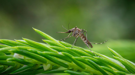 Alertă West Nile în România. 117 persoane s-au infectat iar șapte au murit. Recomandările INSP