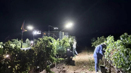 Recoltarea strugurilor în Germania începe mai devreme ca niciodată