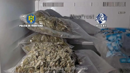 Cultură uriașă de canabis descoperită de polițiști. Peste 90 de plante și zeci de kilograme de materie vegetală confiscate