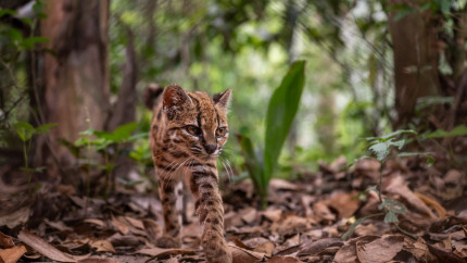 Un animal până acum necunoscut a fost identificat în pădurile din Bolivia Pisica-leopard este prima specie de felină descoperită în peste un secol