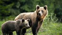 Caz neobișnuit în Hunedoara un bărbat atacat de trei urși când încerca să-și salveze vaca. Specialiștii Urșii nu atacă în haită