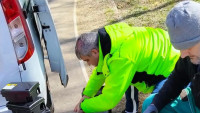 Șobolanii fac legea în Sectorul 3. Primăria Capitalei îi acuză pe cei care hrănesc porumbeii că au furat capcanele și cere intervenția Poliției Locale