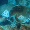 Cea mai veche epavă din lume descoperită în largul coastei Turciei