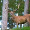 Urșii nu mai sunt singurul pericol un bărbat din Bihor a ajuns la spital după ce a fost atacat de un cerb și târât zeci de metri